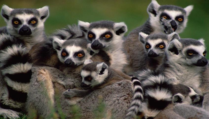 Lemuri, i simpatici abitanti del Madagascar Lemuri, i simpatici abitanti del Madagascar